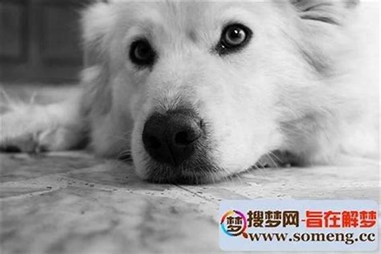 梦见自己嚎啕大哭有什么预兆