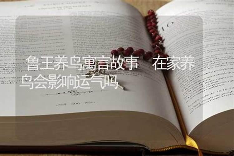 年轻人养鸟对运势不好
