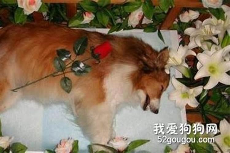 旺桃花催姻缘方法