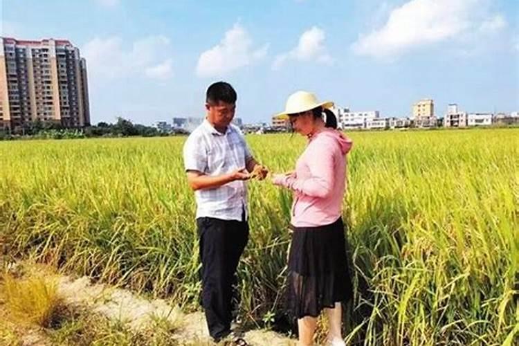 汕头潮阳金灶婚礼习俗