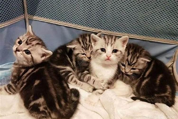 女人梦见猫生小猫是吉兆