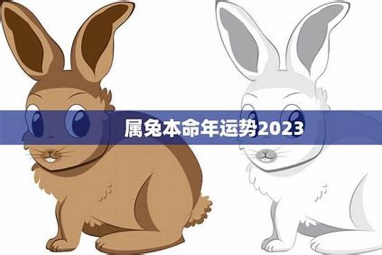 属兔人2025年运势