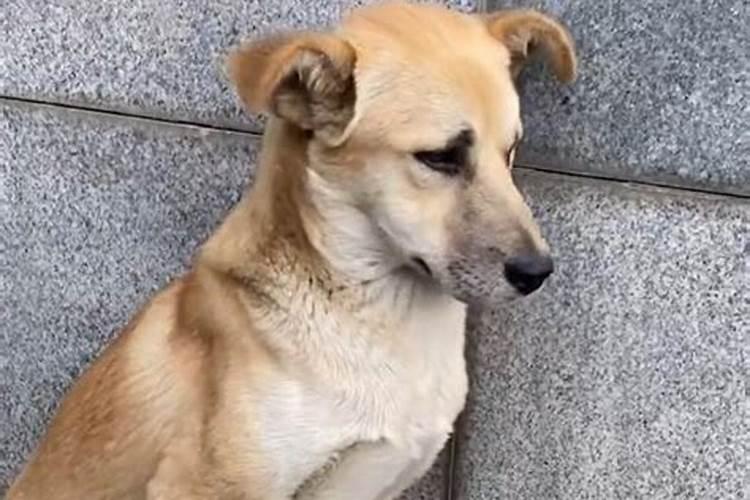 流浪猫上门是什么兆头？
