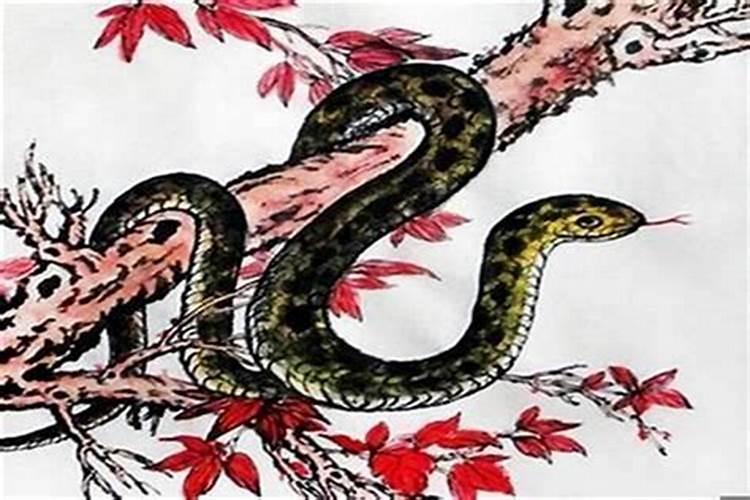 属蛇的人今日财运怎么样呢？