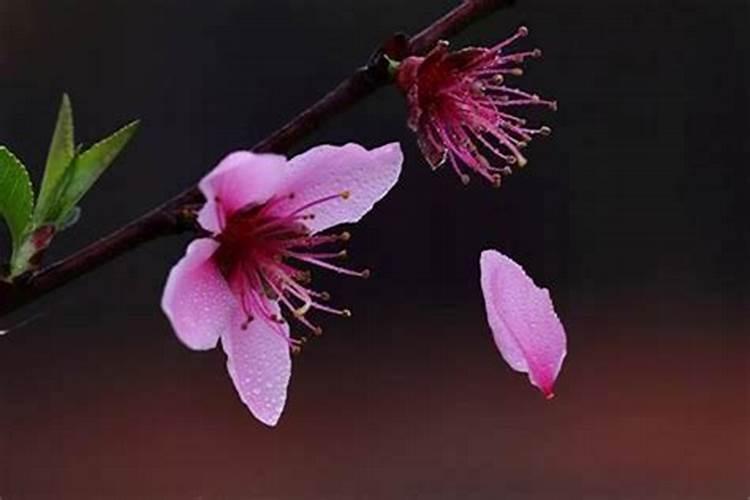 本命年遇桃花劫会持续多长时间？