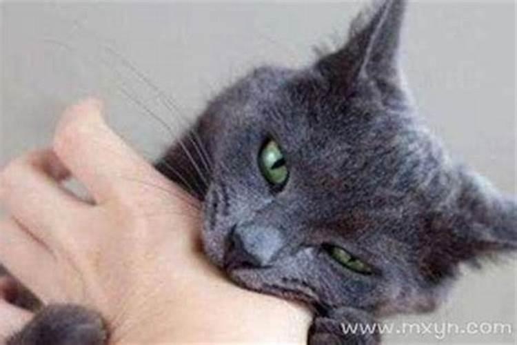 梦见猫咬我是怎么回事？