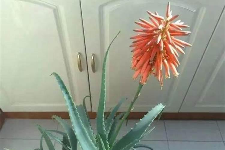 芦荟开花什么预兆？
