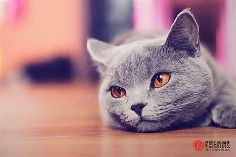 黑猫来家里有什么预兆？
