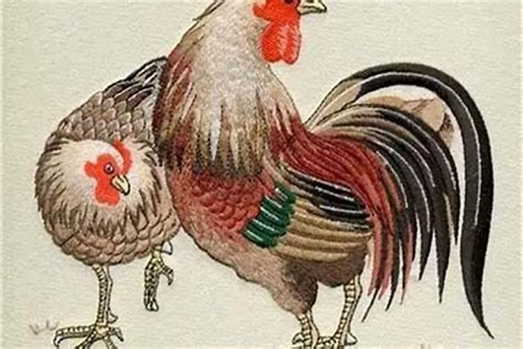 女属猪和男属鸡合婚吗？