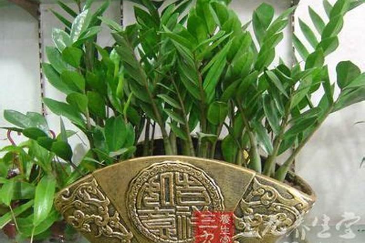 属虎女养什么花最合适？