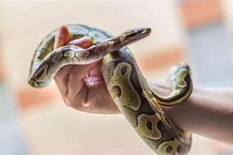 梦见蛇暗示怀孕了什么预兆？