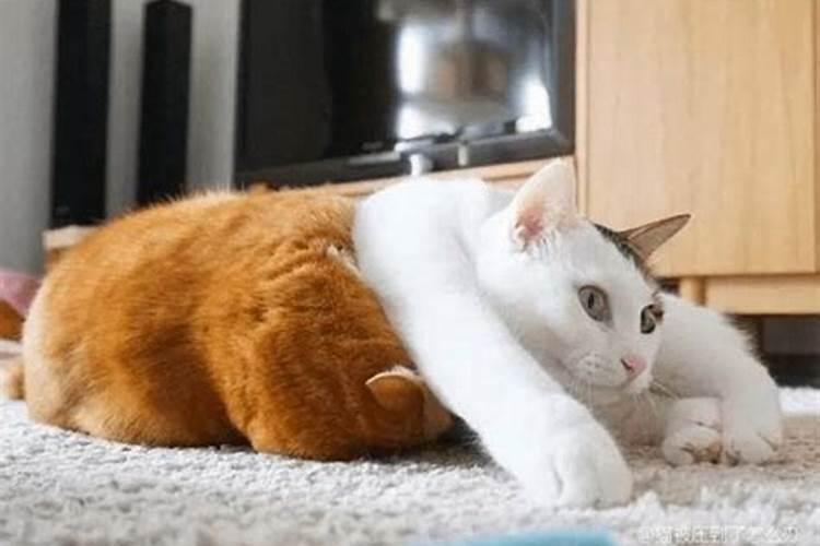 开车压到猫有什么预兆？