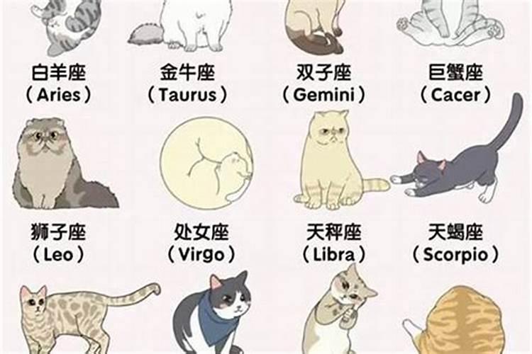 什么属相养猫好运？