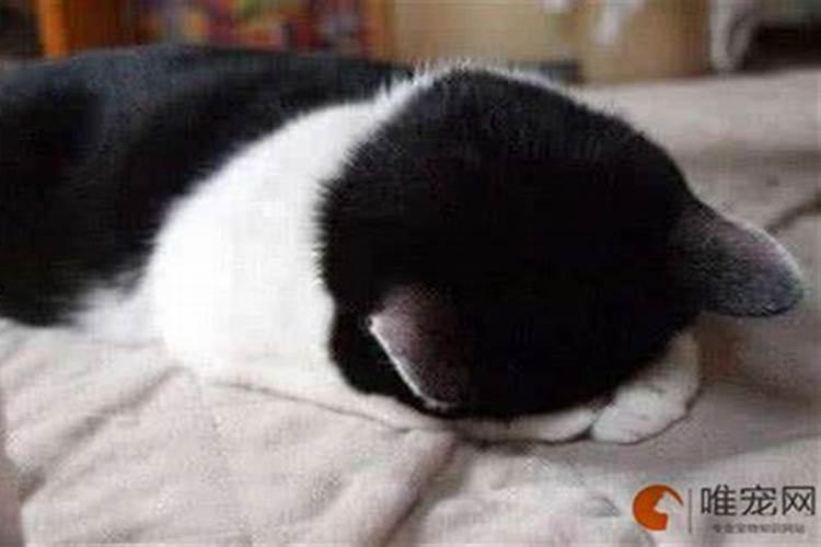 流浪猫预示戴孝真的吗？