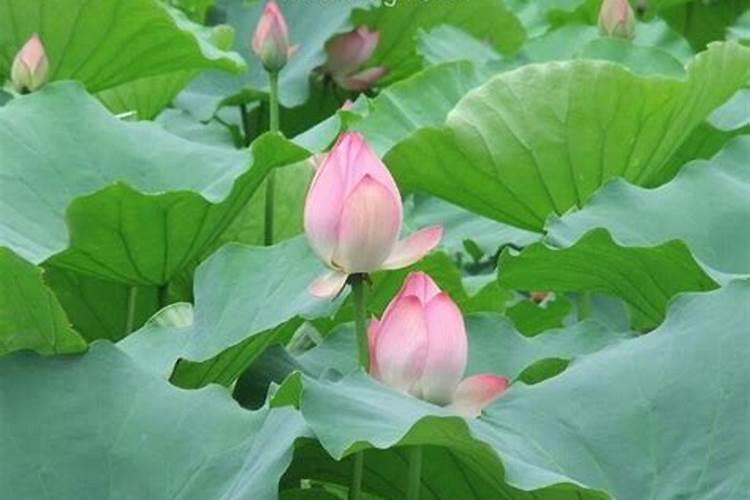 梦见莲花是什么预兆？