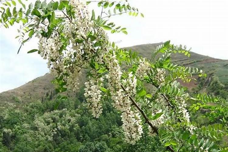 梦见洋槐花是什么意思？