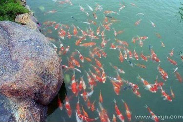梦见很多鱼塘里很多鱼是什么意思？