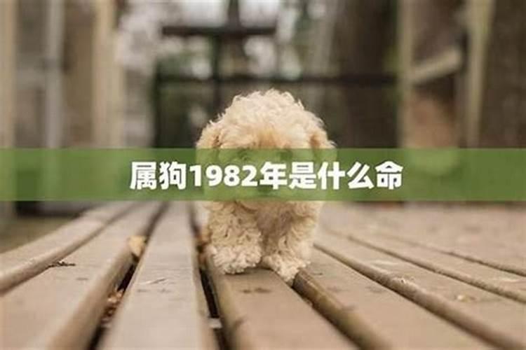 1982年的狗是什么命？