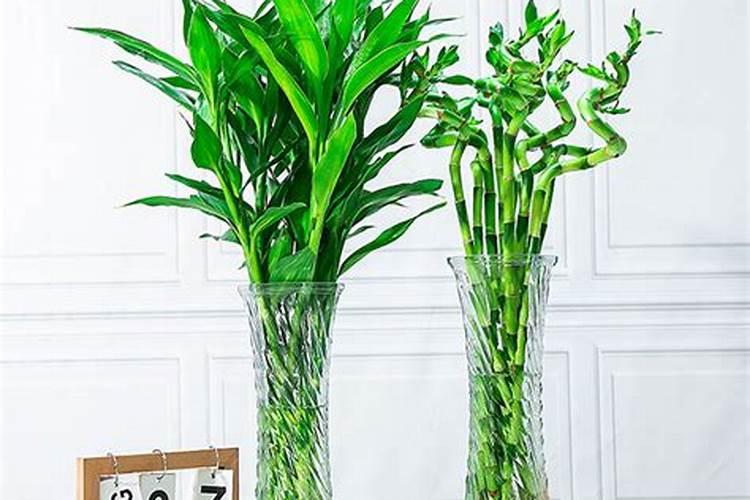 办公室种什么绿植旺财？