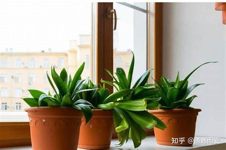 女孩卧室放什么植物好风水？