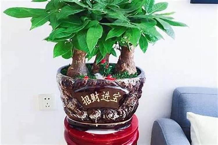 家里养什么植物遇贵人多？