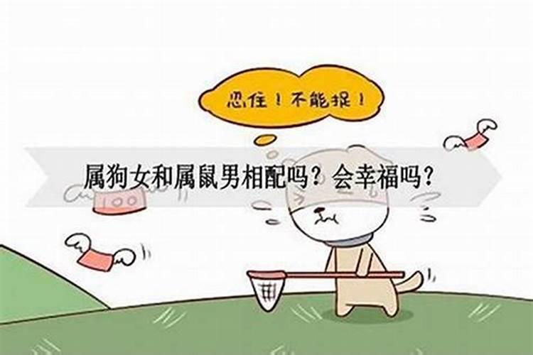 合婚八字：男鼠女狗的婚姻缘分