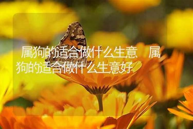 属狗的适合做什么生意比较好？