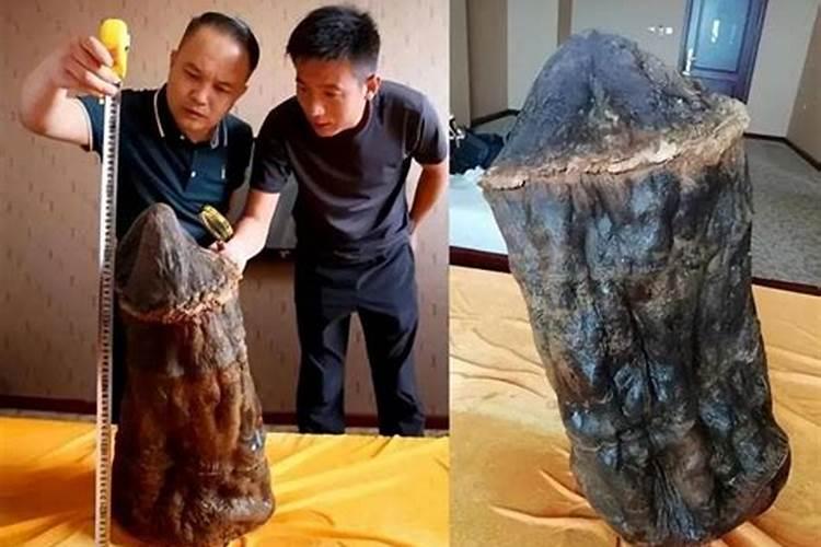 揭秘太岁：信仰与科学之间的交汇点