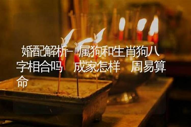 狗与羊属相婚配怎样：八字命理解析？