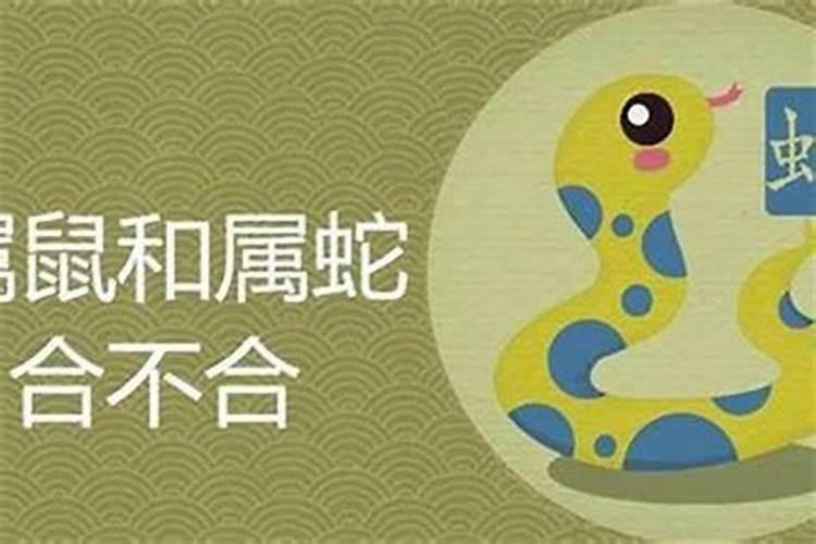 鸡龙合婚生鼠宝宝：八字命理解析与建议