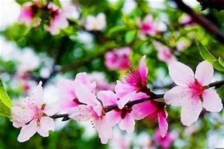 八字命理如何看桃花运？