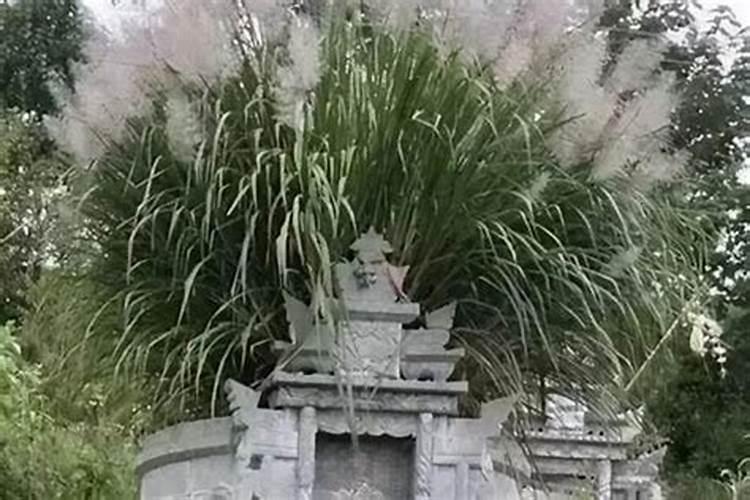 风水学视角下的坟上动物选择