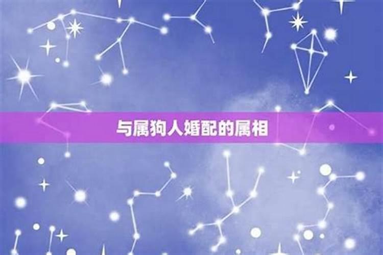 天作之合：探索属狗人的完美伴侣