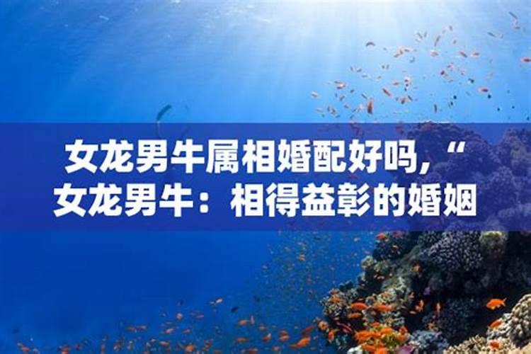 属相男牛女龙婚配好吗？