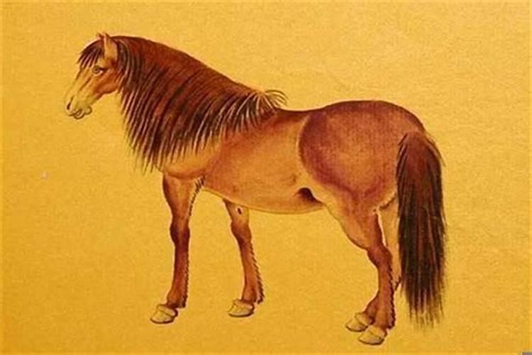 属马和属牛的人合婚吗？