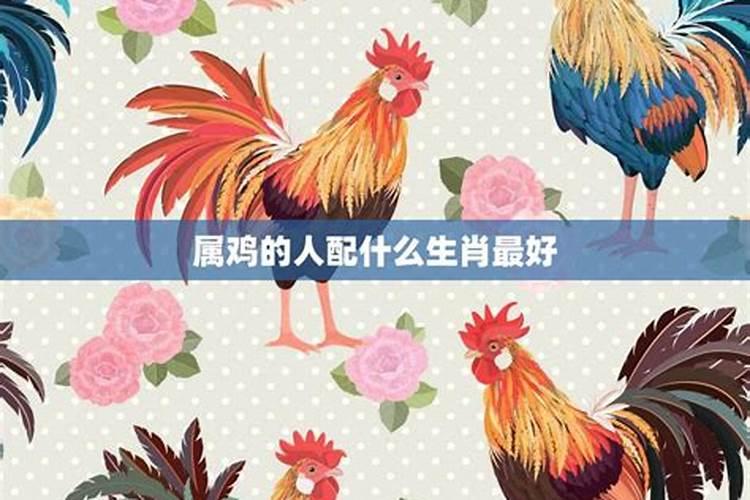 揭秘生肖搭配：属鸡女性的天作之合
