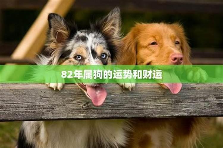 2024年属狗人士的运势解析：迎接挑战，把握机遇