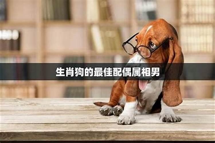揭秘生肖鼠的婚姻良缘：谁才是你的天赐良伴？