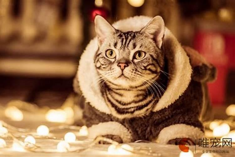 什么属相的人可以养猫？