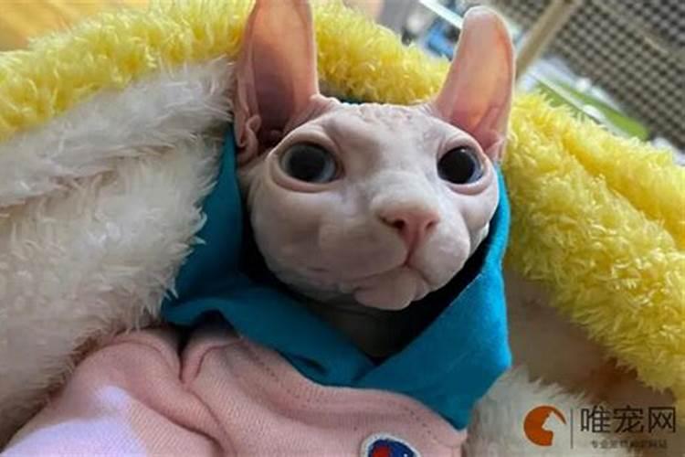 什么属相不好不适合养猫？