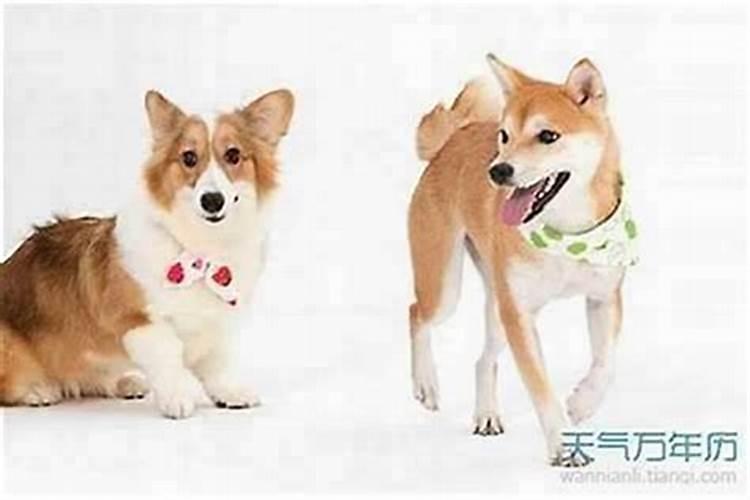 男虎与女狗合婚吗？