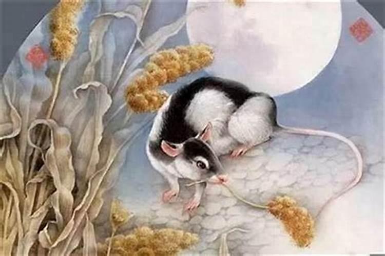 岁月轮回，属鼠的你今年多大了？