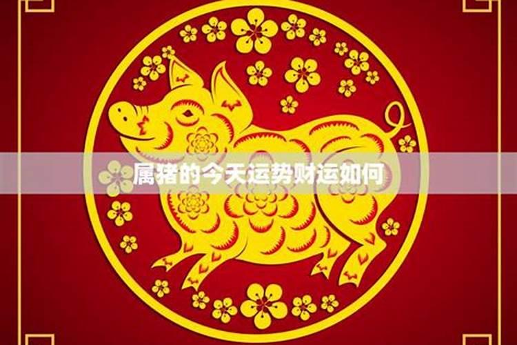 属猪人今日运势解析：洞察天机，掌握财富