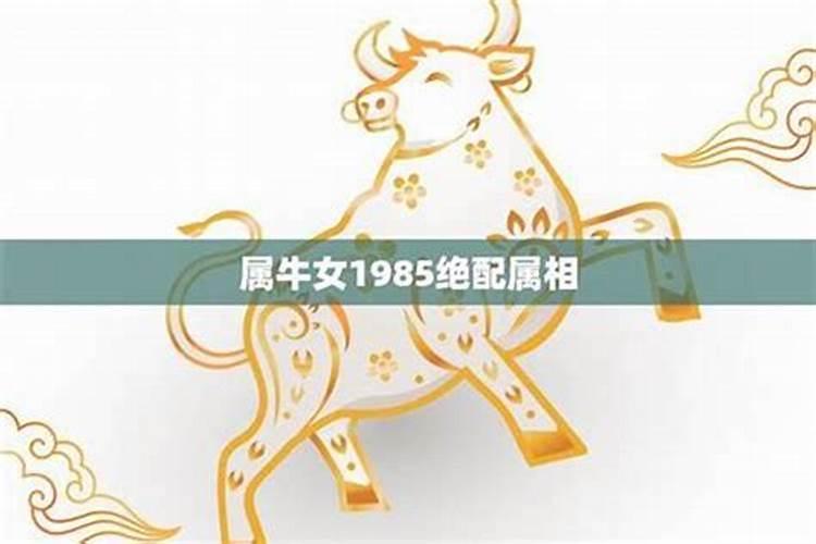 属牛人的最佳生肖伴侣：寻找天作之合