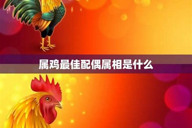 揭秘：鸡的最佳配偶属相大公开