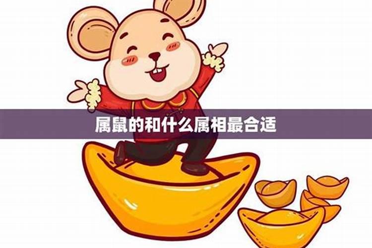 属鼠人的最佳配偶选择：天作之合还是人定胜天？