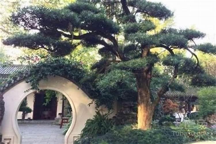 农村大门口种什么植物风水最好？