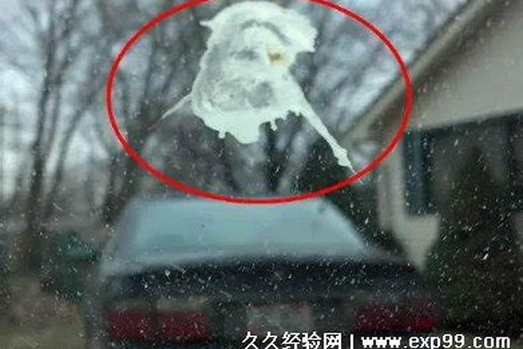 鸟屎掉身上有什么预兆？