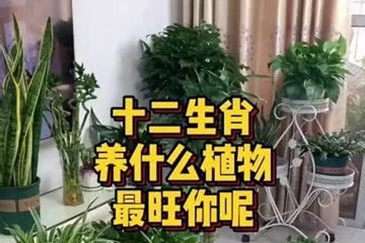 12属相种什么植物好？