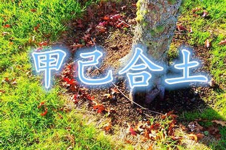 八字甲己合是续前缘吗？
